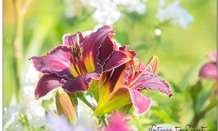 30 Gartenpflanzen für Senioren. Leichtes Gärtnern für alle.