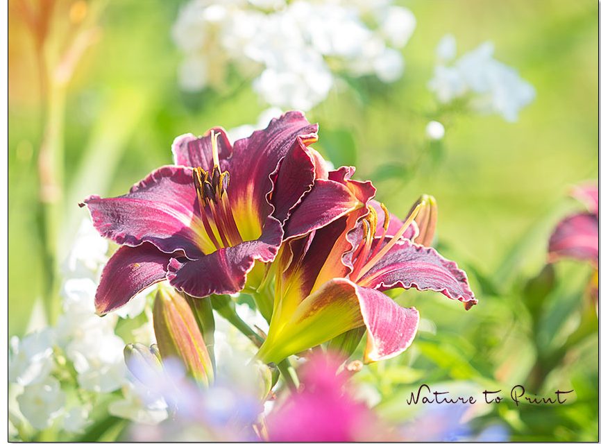 30 Gartenpflanzen für Senioren. Leichtes Gärtnern für alle.