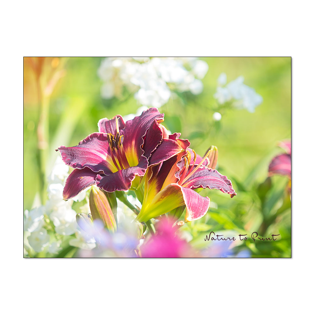 30 Gartenpflanzen für Senioren. Leichtes Gärtnern für alle.