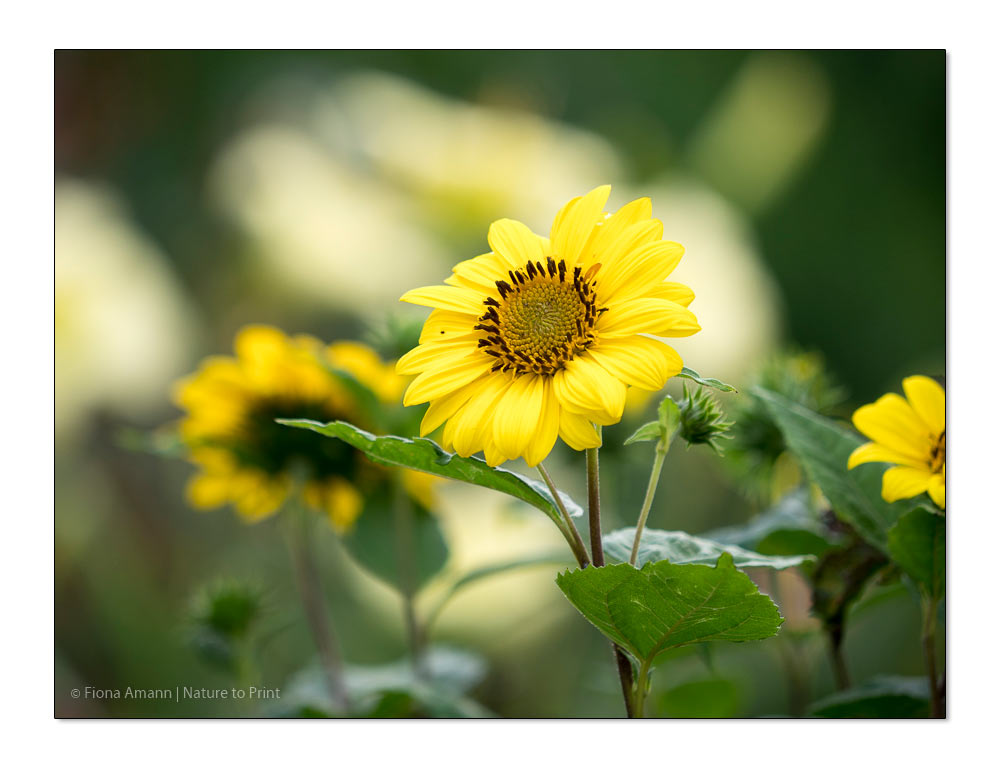 Chelsea-Chop | Staudensonnenblume Helianthus profitiert durch den frühsommerlichen Staudenschnitt.