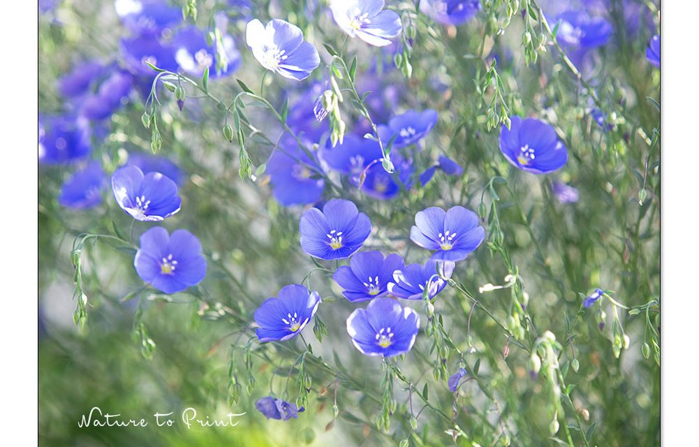 Blumenbild Blauer Lein macht glücklich.