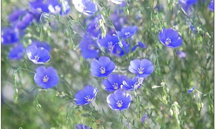 Blumenbild Blauer Lein macht glücklich.