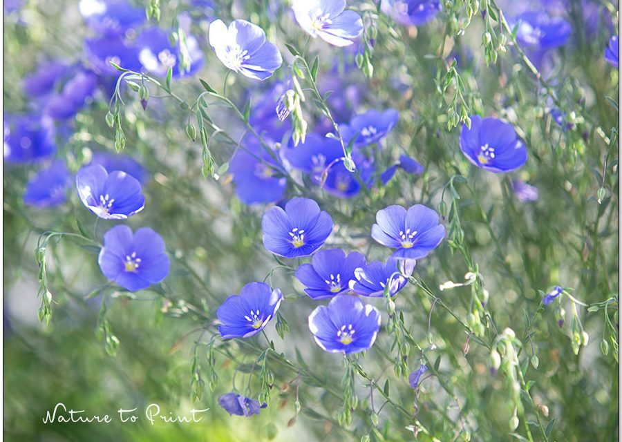 Blumenbild Blauer Lein macht glücklich.