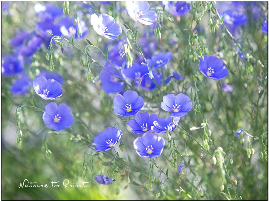 Blumenbild Blauer Lein im Garten von Nature to Print