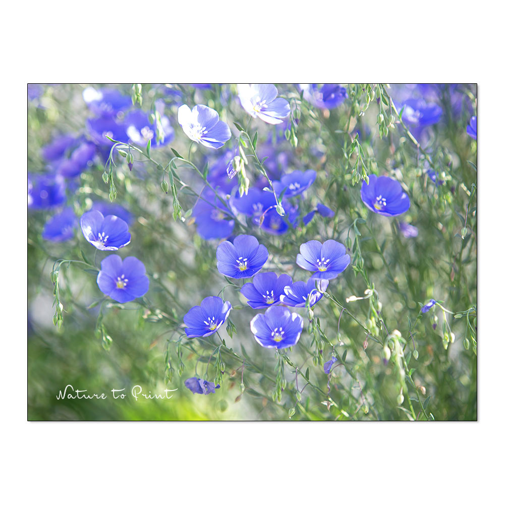 Blumenbild Blauer Lein im Garten von Nature to Print