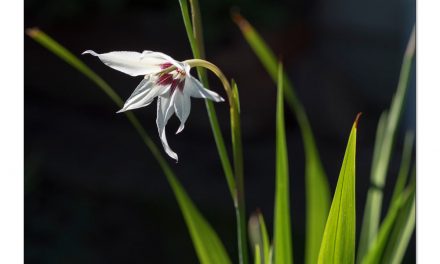 Sterngladiolen, bezaubernde Raritäten im Blumengarten