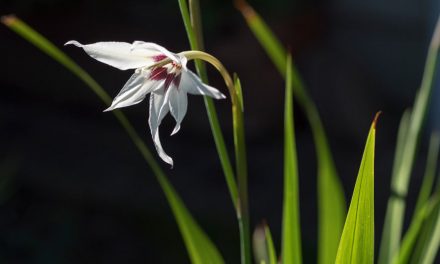 Sterngladiolen, bezaubernde Raritäten im Blumengarten
