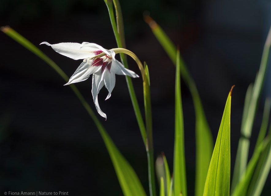 Sterngladiolen, bezaubernde Raritäten im Blumengarten