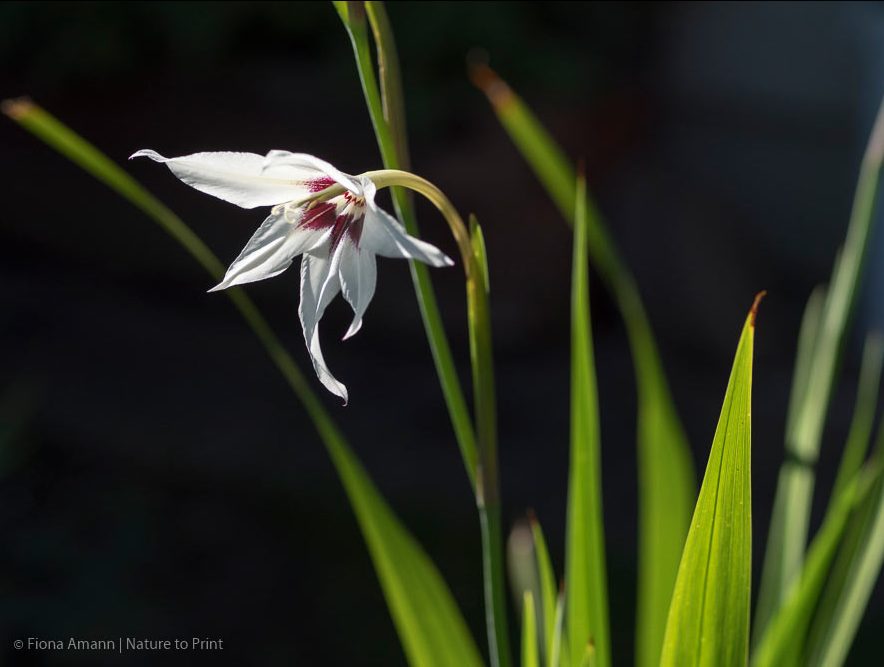 Sterngladiolen, bezaubernde Raritäten im Blumengarten
