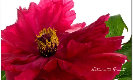 Pfingstrosen, Glückspflanzen für Garten und Haus