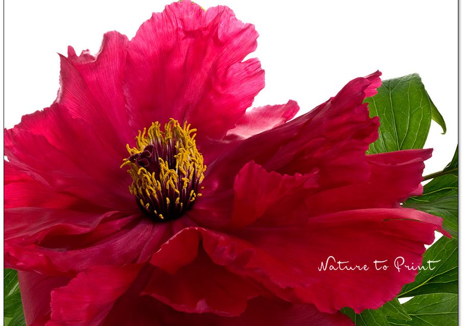 Pfingstrosen, Glückspflanzen für Garten und Haus