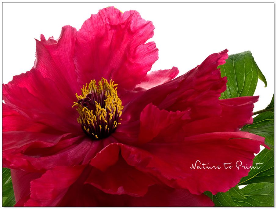 Pfingstrosen, Glückspflanzen für Garten und Haus Acrylglas, Blumenbild, Blumengarten, Gehölze, Kunstdruck, Schöner wohnen, Video, Wandbild Pfingstrosen, prachtvolle Glückspflanzen für Garten und Haus | Rote Strauchpfingstrose / Baumpfingstrose, Blumenbild freigestellt auf Weiß