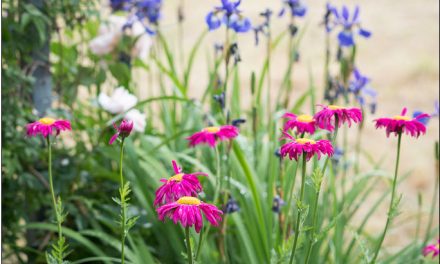 Pinke Margeriten aka Bunte Margeriten, Vagabunden im Garten.