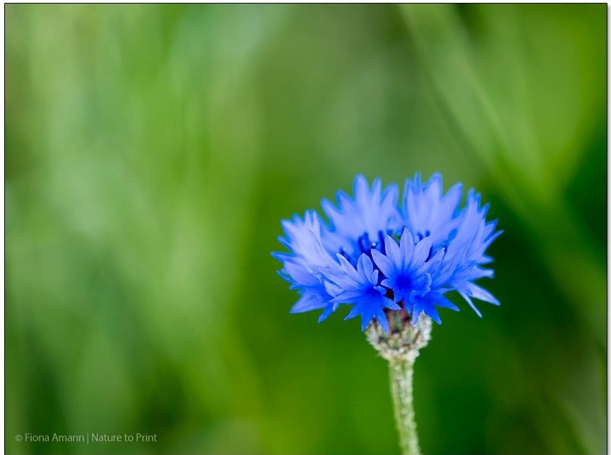 Kornblume im Blumengarten im Juni