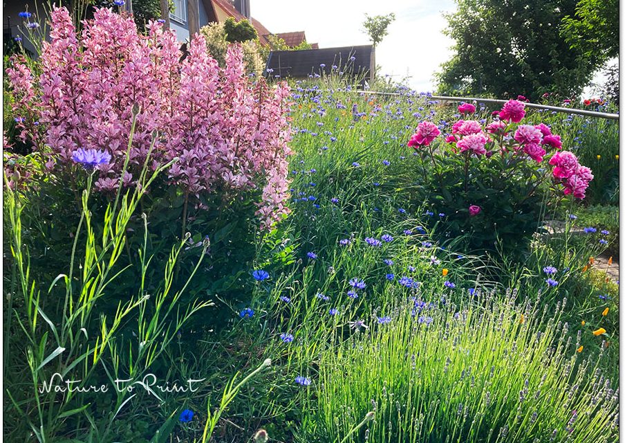 Meine 33 besten Pflanzen für den Vorgarten