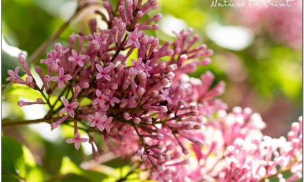 Zwergflieder, ein duftendes Gehölz für den kleinen Garten