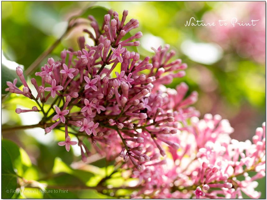 Zwergflieder Flowerfesta blüht und duftet stark