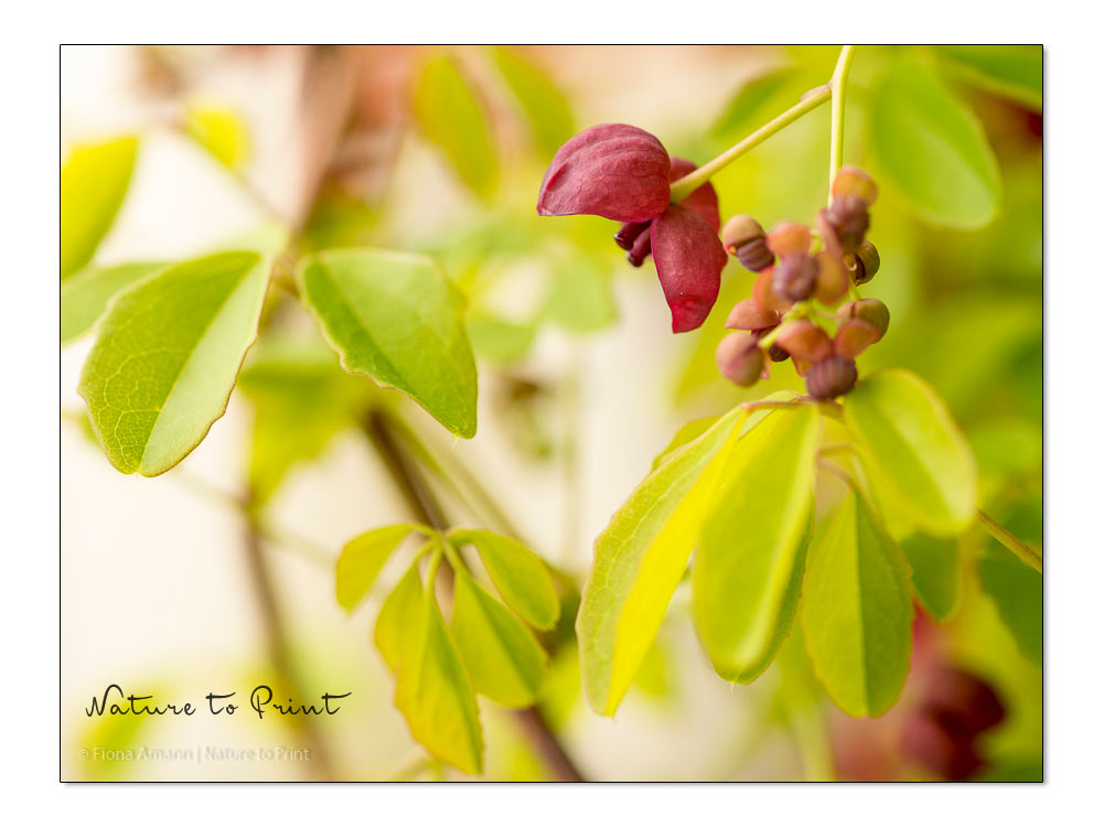 Schokoladenwein | Blüten erscheinen Ende März / Anfang April