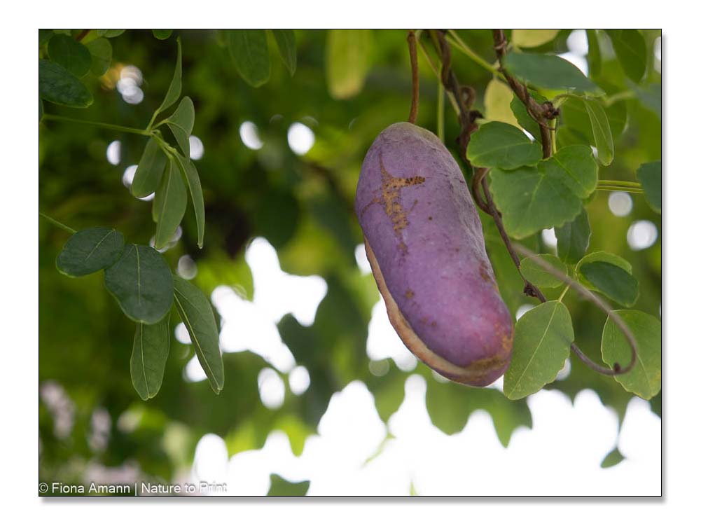 Ältere Akebie mit Frucht