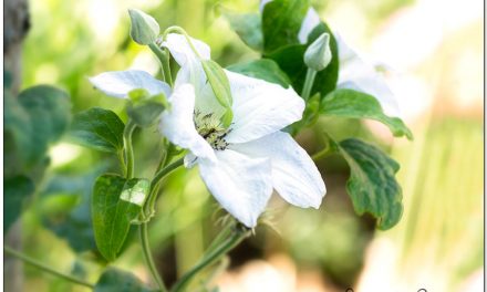 Clematis schneiden für mehr Blüten und dichten Wuchs