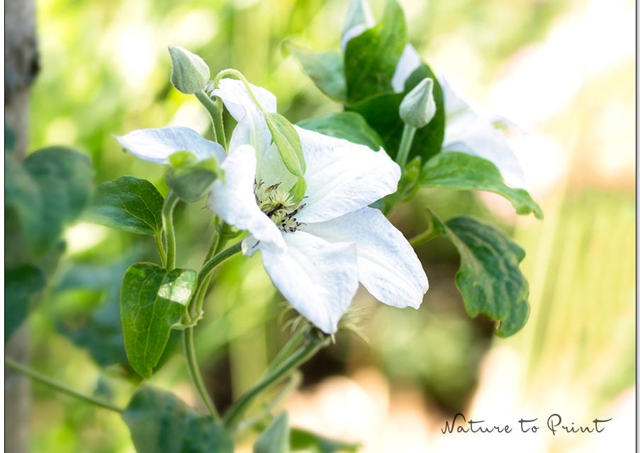 Clematis schneiden für mehr Blüten und dichten Wuchs