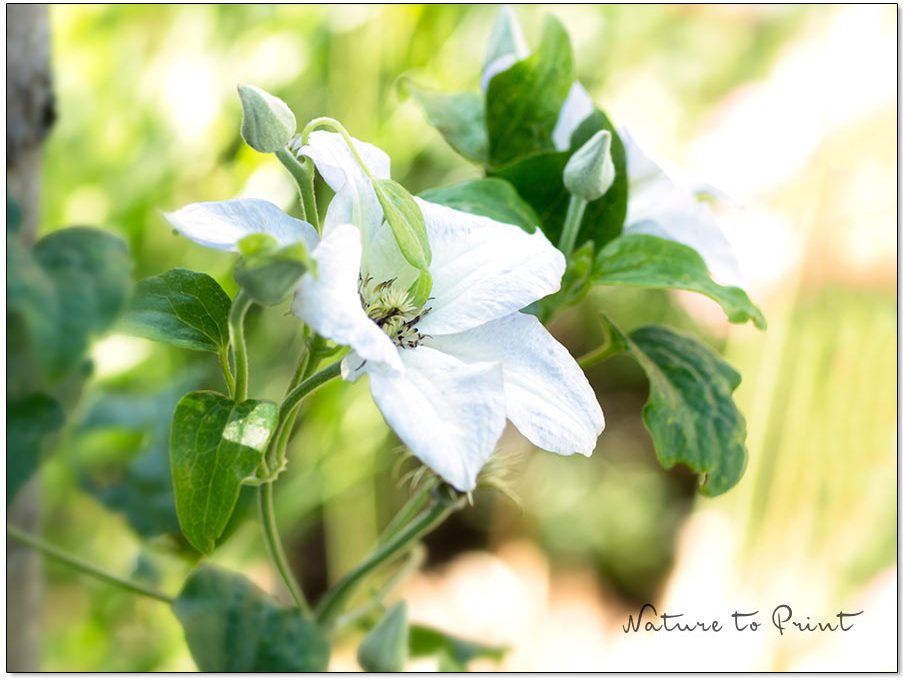 Clematis schneiden und pflegen