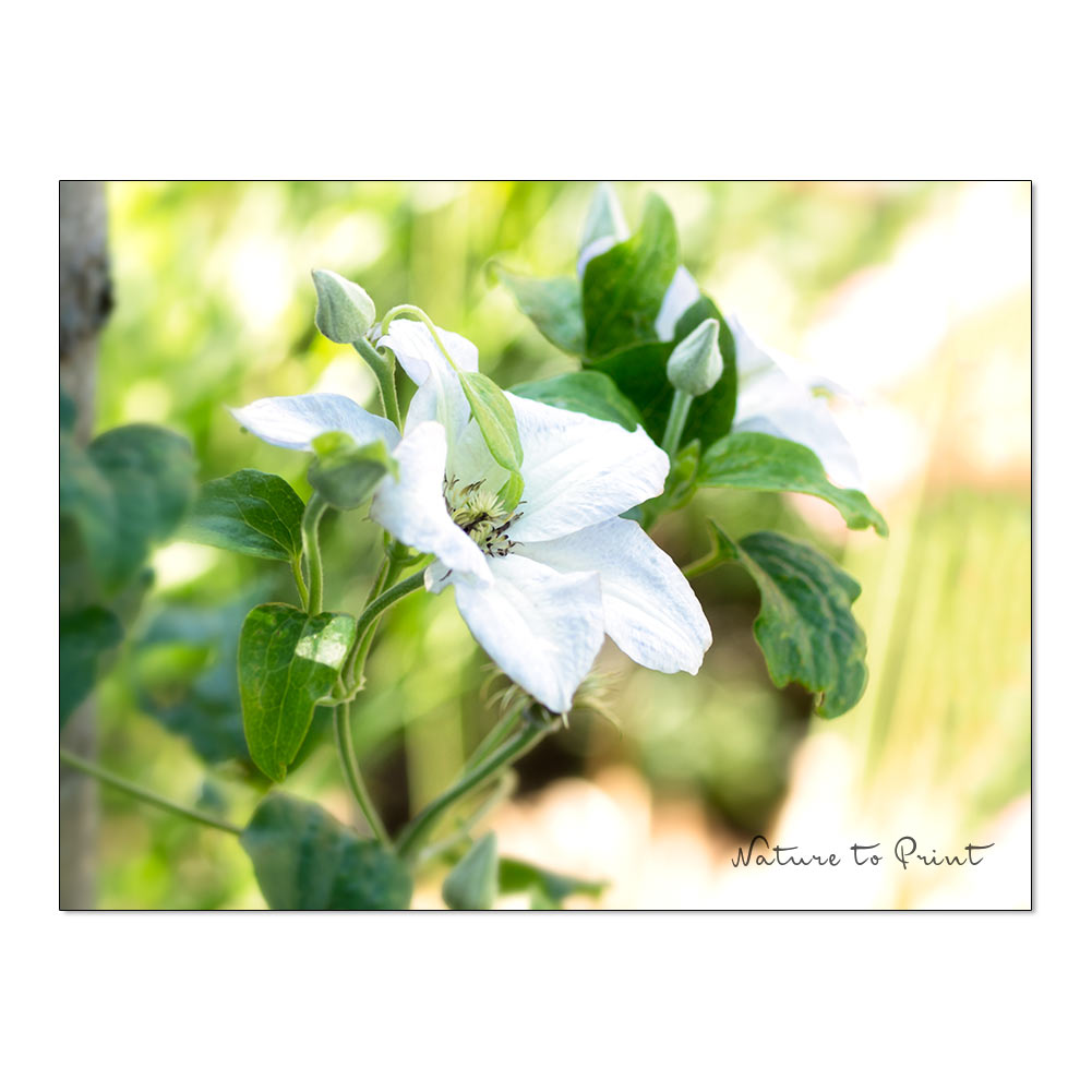 Clematis schneiden und pflegen | Weiße Clematis - Hybride klettert in einen Baum