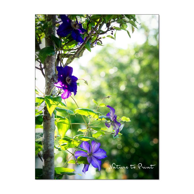 Clematis schneiden und pflegen
