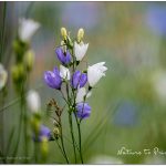 Zweijährige Blumen säen. 3 Tipps für frühe Blüten im nächsten Jahr