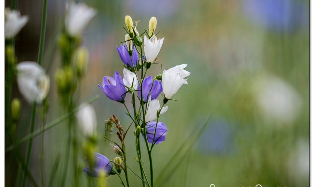 Zweijährige Blumen säen. 3 Tipps für frühe Blüten im nächsten Jahr