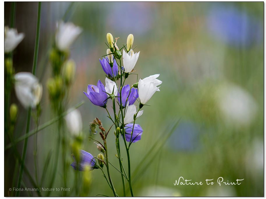 Zweijährige Blumen, Glockenblumen gehören dazu