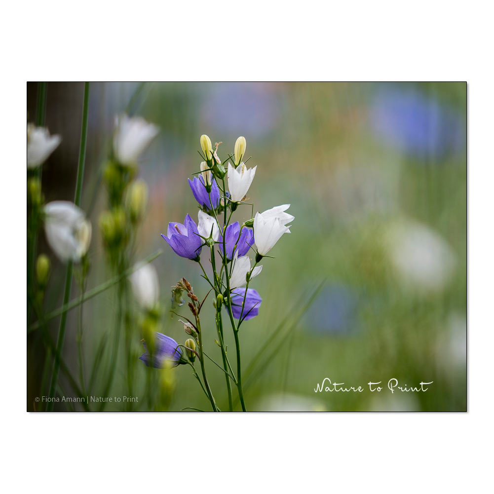 Zweijährige Blumen, Glockenblumen gehören dazu