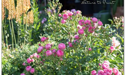 Blütenfarbe bei Rosen. Wann und warum ändert sie sich?