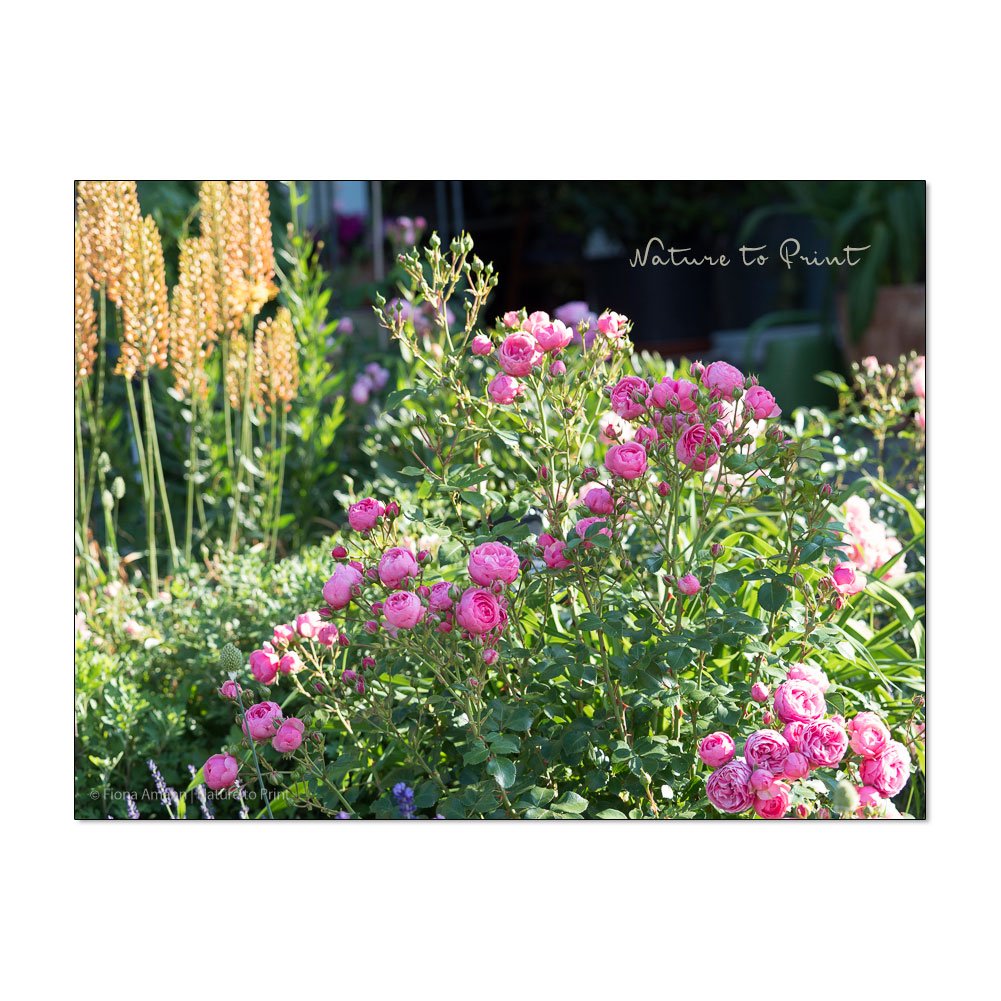 Blütenfarbe bei Rosen| Märchenrose Pomponella im Frühlingsgarten.