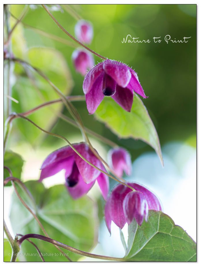 Egal ob Rosenkleid oder Rosenkelch, diese schöne Kletter- und Hängepflanze macht Pflanzenfreunde glücklich Rhodochiton, diese schöne Zierpflanze begeistert alle