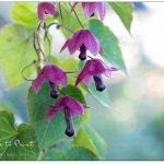 Rhodochiton, diese bildhübsche Zierpflanze macht glücklich