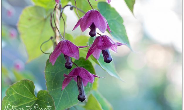 Rhodochiton, diese bildhübsche Zierpflanze macht glücklich