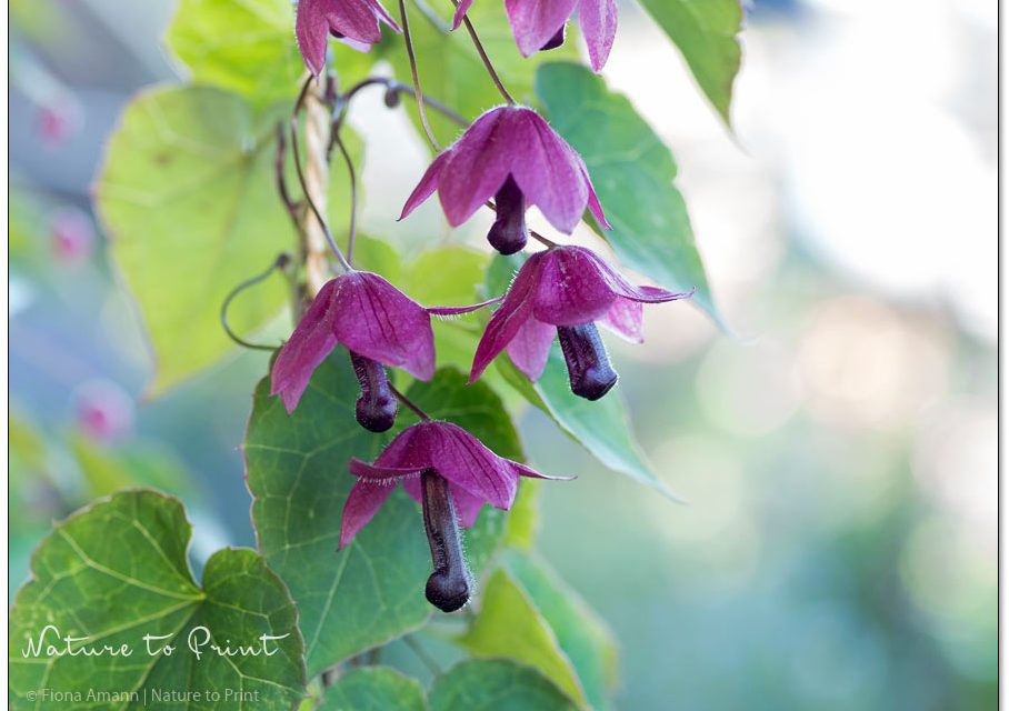 Rhodochiton, diese bildhübsche Zierpflanze macht glücklich
