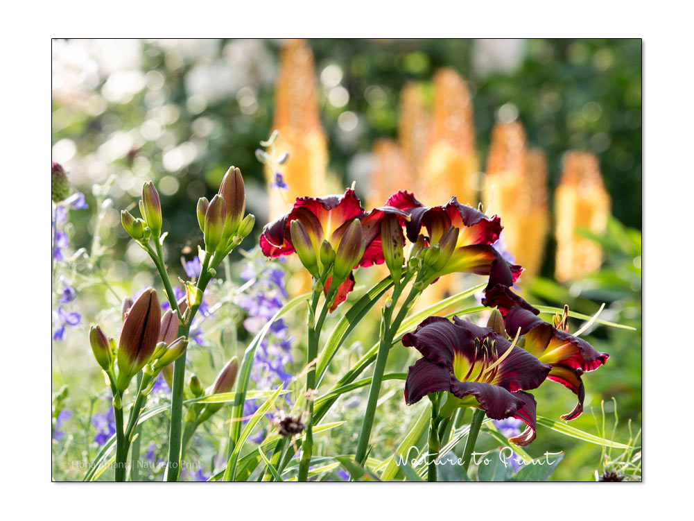 PflanzenbildGartenarbeiten im Juli. Was ist zu tun im Blumengarten? Weinrote Taglilie blüht am Sonnenhang
