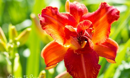 Feurige Blumenbilder. Die schiere Lust auf Farbe und Leben.