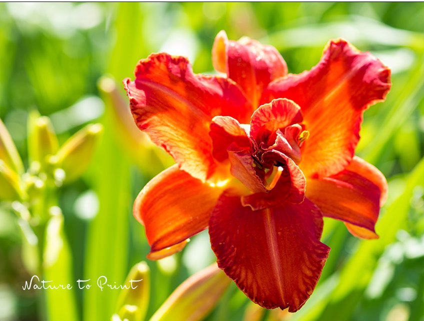 Feurige Blumenbilder. Die schiere Lust auf Farbe und Leben. Blumenbild, Blumenfotografie, Blumengarten, Schöner wohnen, Sommerblumen, Tulpen Feurige Blumenbilder. Taglilie in Feuerfarbe.
