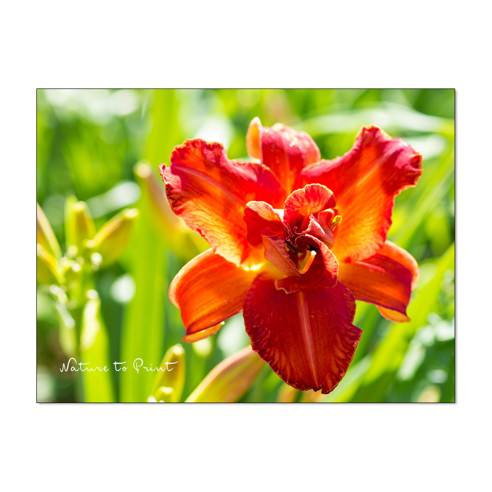 Feurige Blumenbilder. Taglilie in Feuerfarbe.