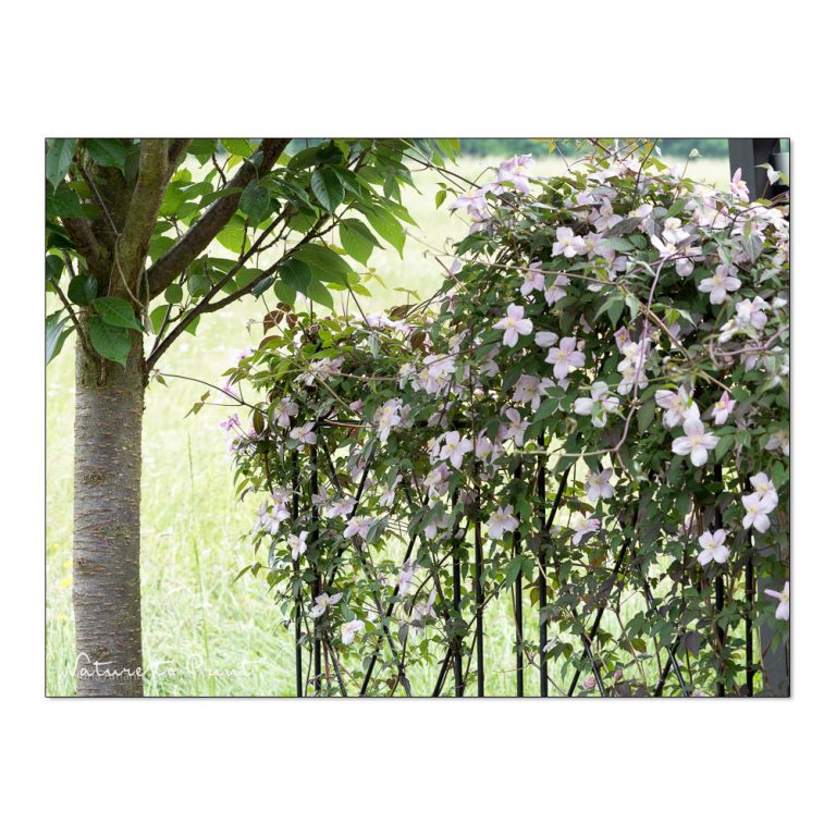 Clematis schneiden und pflegen