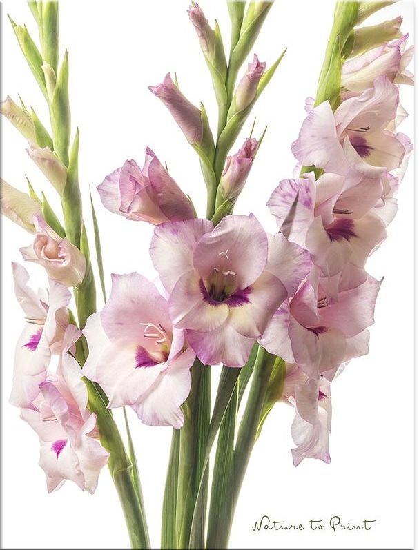 Prächtige Schmetterlingsgladiolen in der Vase Prächtige Schmetterlingsgladiolen in der Vase