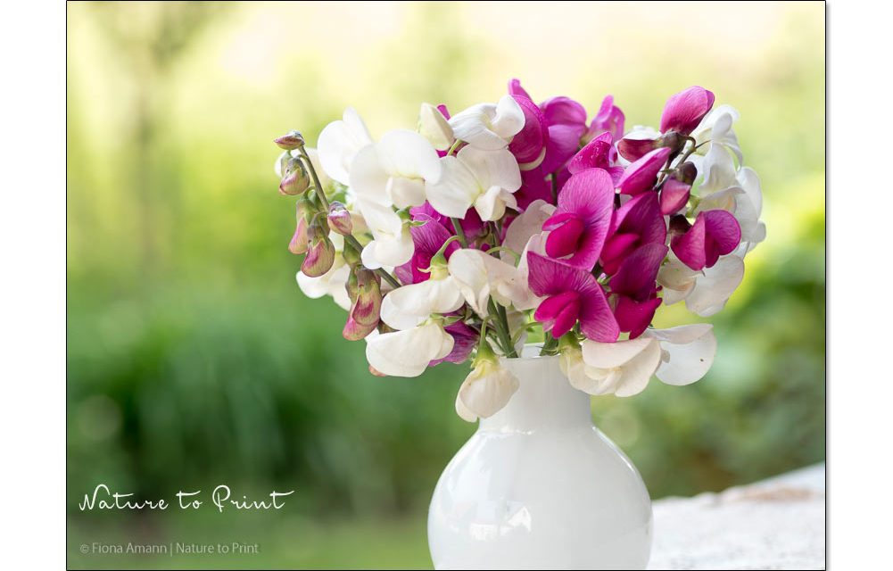 Romantische Wicken. Blütenfülle für Vase, Beet & Blumenbild