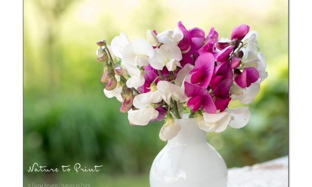 Romantische Wicken. Blütenfülle für Vase, Beet & Blumenbild