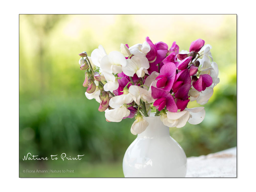 Wicken. Zauberhafte Blüten für Vase, Beet und Blumenbilder