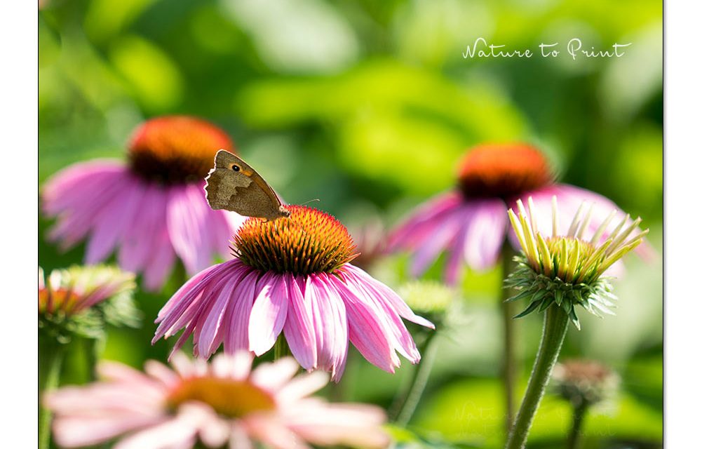 Purpur-Sonnenhut. Lieblingsblume aller Bienen und Schmetterlinge