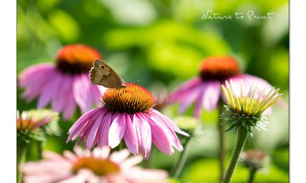 Purpur-Sonnenhut. Lieblingsblume aller Bienen und Schmetterlinge