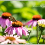 Purpur-Sonnenhut. Lieblingsblume aller Bienen und Schmetterlinge